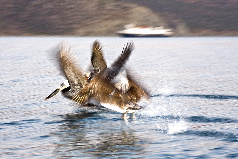 Brown pelican (Pelecanus occidentalis) in the Gulf of California (Sea of Cortez), Baja California Norte, Mexico.