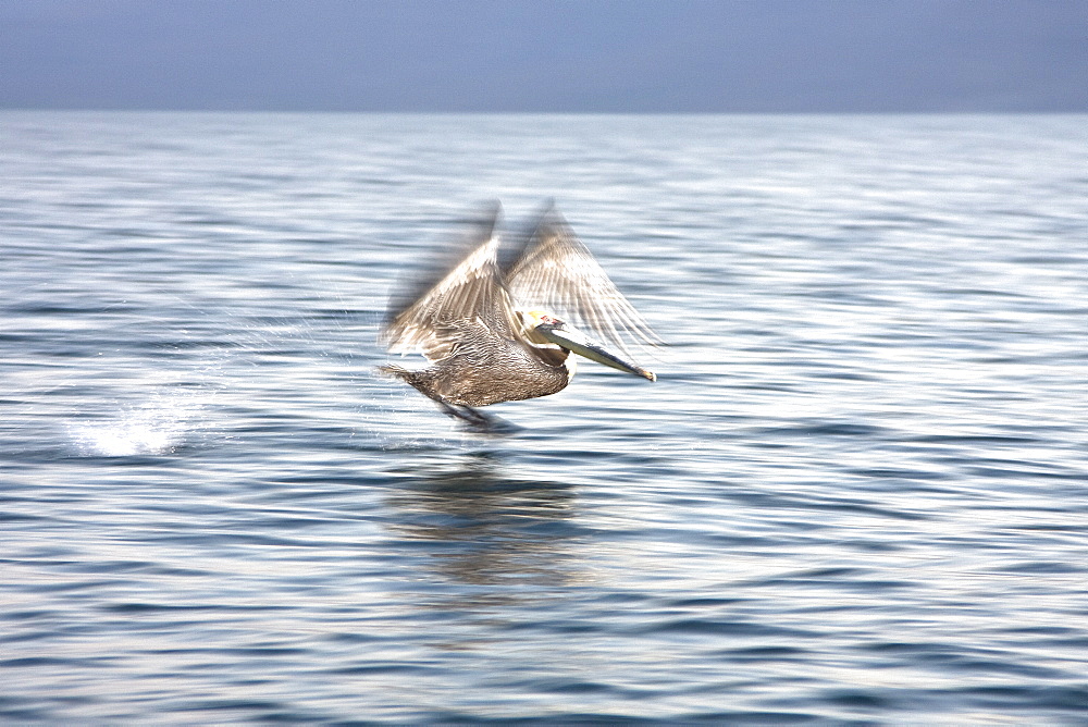 Brown pelican (Pelecanus occidentalis) in the Gulf of California (Sea of Cortez), Baja California Norte, Mexico.