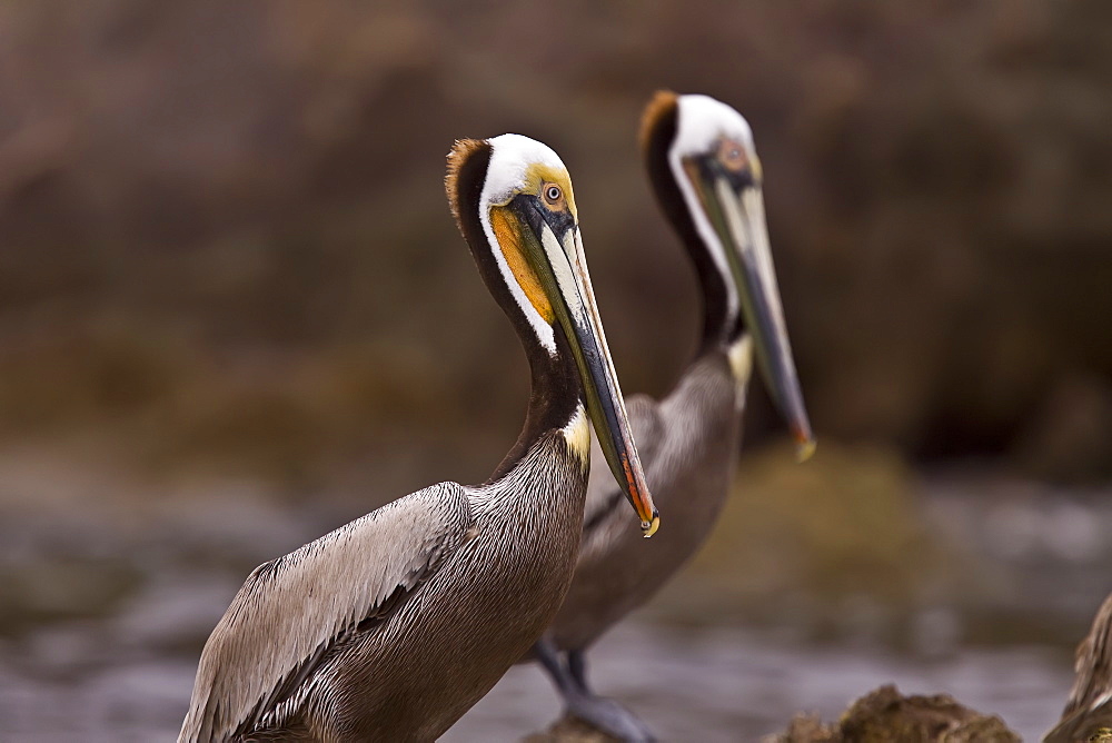 Brown pelican (Pelecanus occidentalis) in the Gulf of California (Sea of Cortez), Baja California Norte, Mexico.