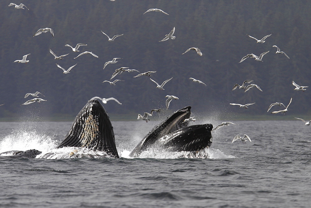 Adult Humpback Whales (Megaptera novaeangliae) cooperative bubble-net feeding for herring in Iyoukeen Bay, Chichagof Island, Southeast Alaska.