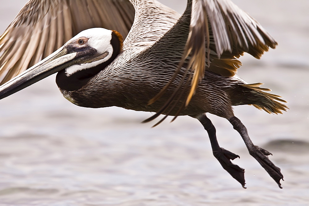 Brown pelican (Pelecanus occidentalis) in the Gulf of California (Sea of Cortez), Baja California Norte, Mexico.