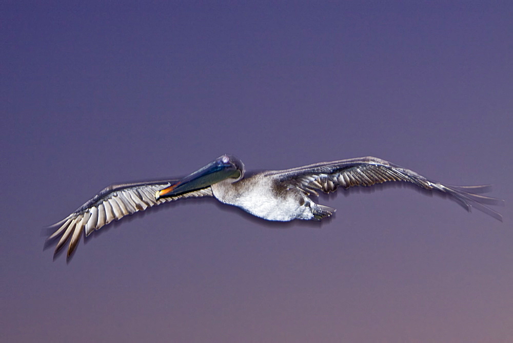 Adult brown pelican (Pelecanus occidentalis) in the Galapagos Island Group, Ecuador. Pacific Ocean.