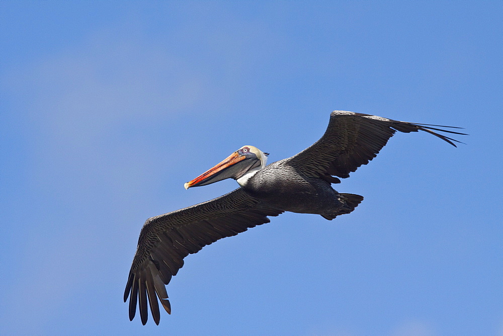 Adult brown pelican (Pelecanus occidentalis) flight in the Galapagos Island Group, Ecuador. Pacific Ocean.