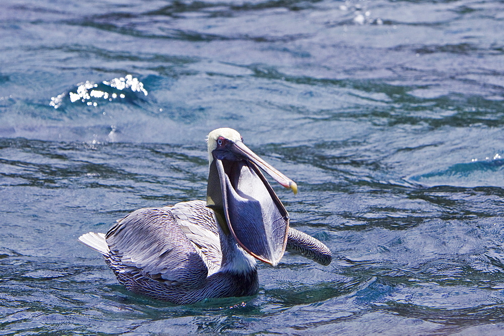 Adult brown pelican (Pelecanus occidentalis) in the Galapagos Island Group, Ecuador. Pacific Ocean.