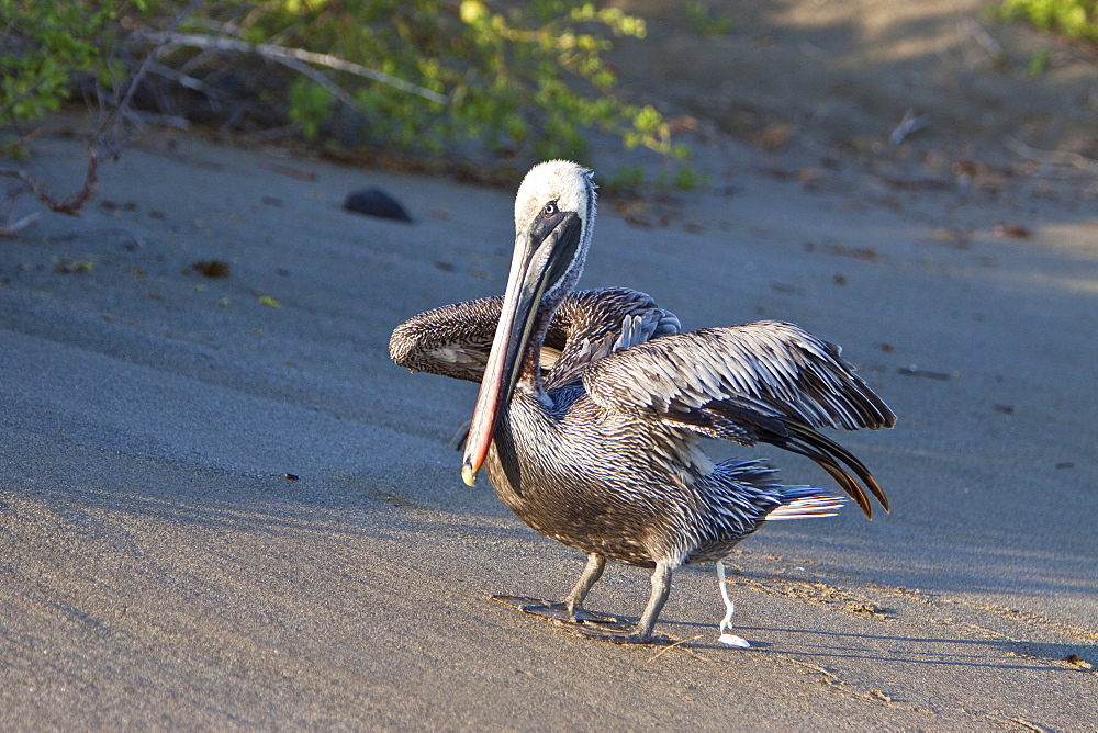 Adult brown pelican (Pelecanus occidentalis) on the beach in the Galapagos Island Group, Ecuador. Pacific Ocean.