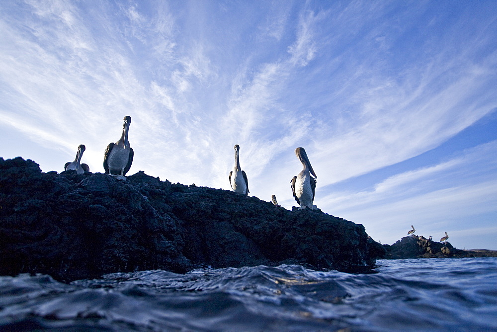 Adult brown pelican (Pelecanus occidentalis) in the Galapagos Island Group, Ecuador. Pacific Ocean.