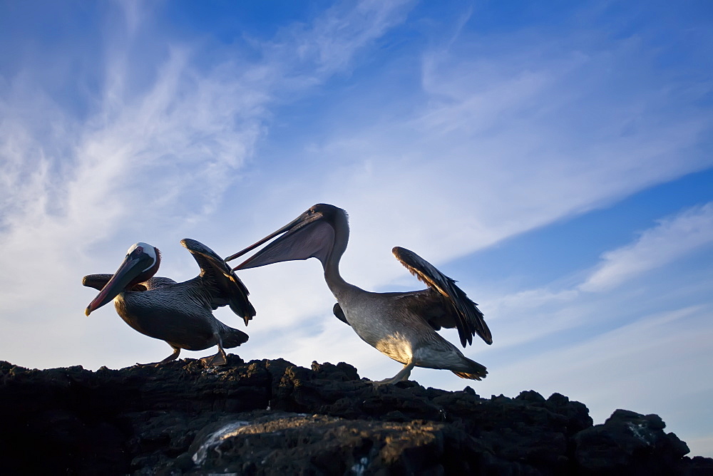 Adult brown pelican (l) and juvenile (r) (Pelecanus occidentalis) in the Galapagos Island Group, Ecuador. Pacific Ocean.