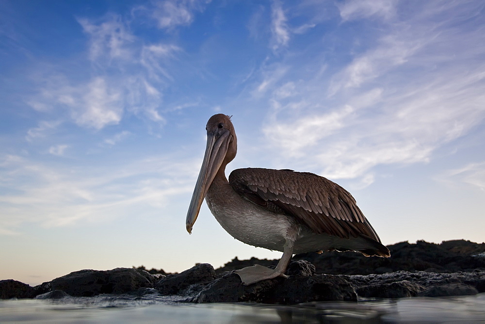 Juvenile brown pelican (Pelecanus occidentalis) in the Galapagos Island Group, Ecuador. Pacific Ocean.