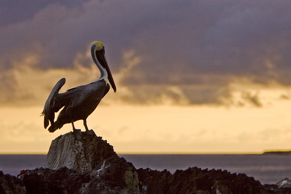 Adult brown pelican (Pelecanus occidentalis) in the Galapagos Island Group, Ecuador. Pacific Ocean.