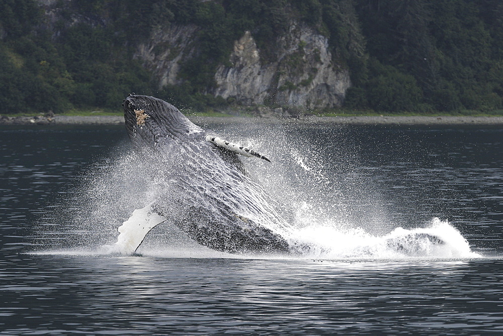 Adult humpback whale (Megaptera novaeangliae) breaching in Southeast Alaska, USA. Pacific Ocean.