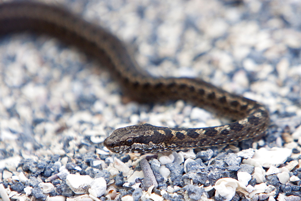 Adult Galapagos land snake (Philodryas spp) which is a mildly poisonous and a constrictor