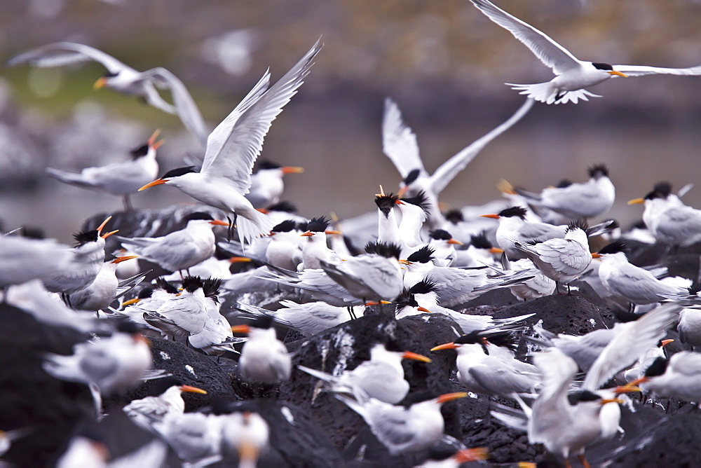 Elegant terns (Sterna elegans) nesting on Isla Rasa in the middle Gulf of California (Sea of Cortez), Mexico