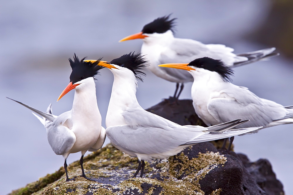 Elegant terns (Sterna elegans) nesting on Isla Rasa in the middle Gulf of California (Sea of Cortez), Mexico