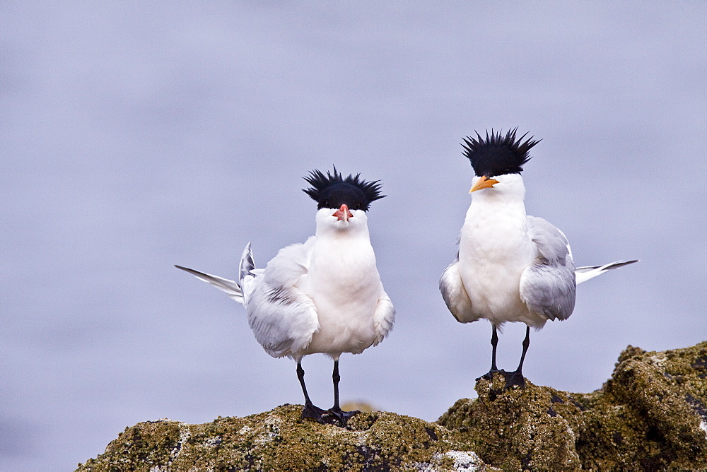 Elegant terns (Sterna elegans) nesting on Isla Rasa in the middle Gulf of California (Sea of Cortez), Mexico