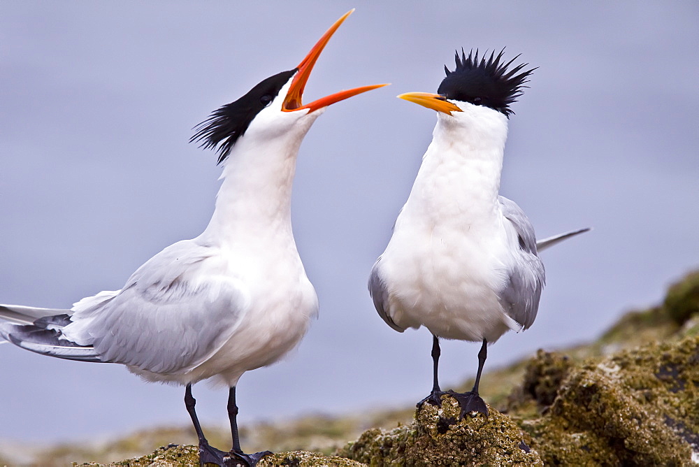 Elegant terns (Sterna elegans) nesting on Isla Rasa in the middle Gulf of California (Sea of Cortez), Mexico