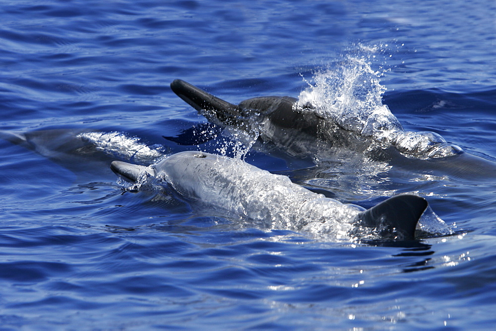 Hawaiian Spinner Dolphin (Stenella longirostris) mother and calf (note exceptional light color of calf) surfacing in the AuAu Channel off the coast of Maui, Hawaii, USA. Pacific Ocean. 