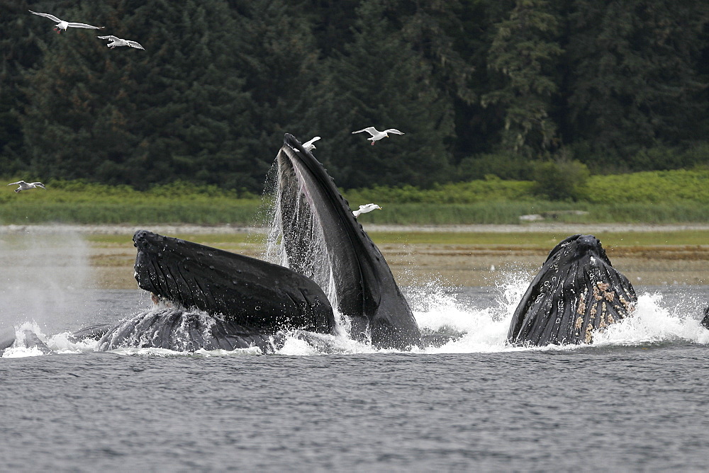 Humpback whales (Megaptera novaeangliae) co-operatively "bubble-net" feeding off Chichagof Island in Southeast Alaska, USA. Pacific Ocean.