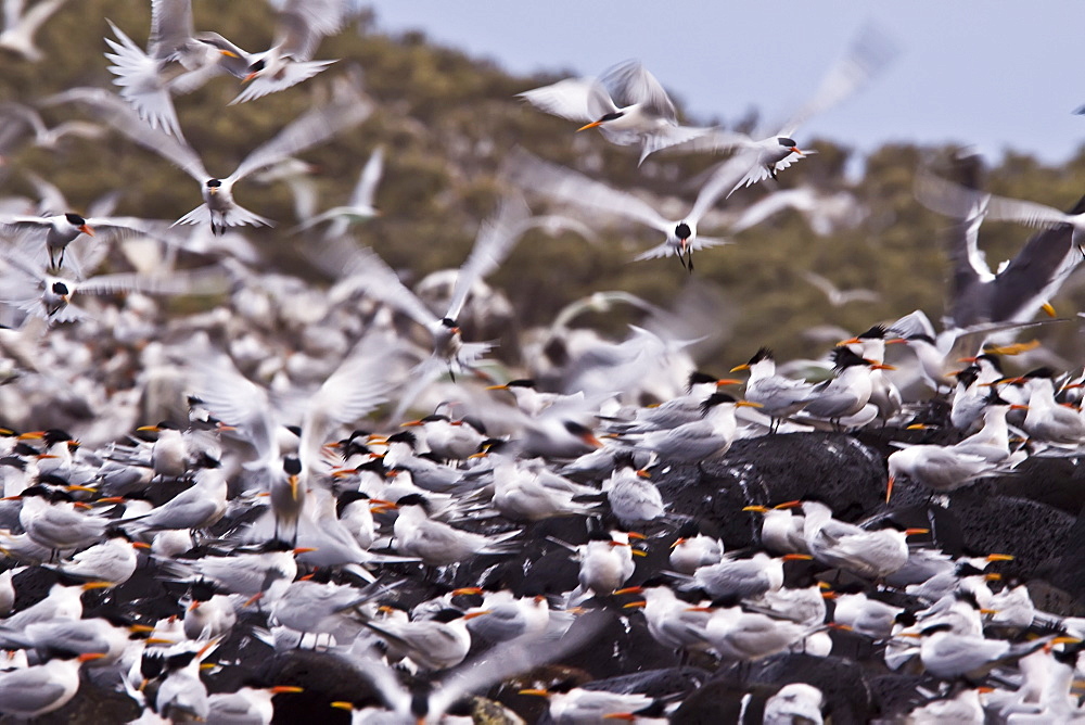 Elegant terns (Sterna elegans) nesting on Isla Rasa in the middle Gulf of California (Sea of Cortez), Mexico