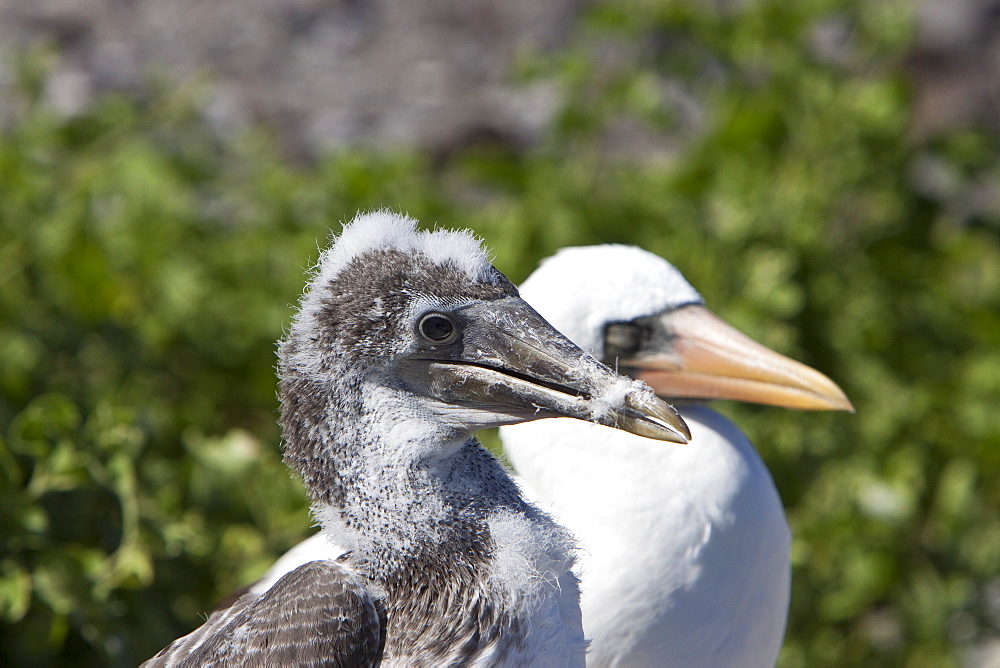 Adult Nazca booby (Sula grantii) with chick at nesting site on Punta Suarez on Espanola Island in the Galapagos Island Archipeligo, Ecuador. Pacific Ocean.