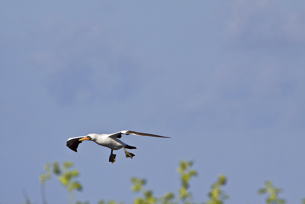 Adult Nazca booby (Sula grantii) nesting site on Punta Suarez on Espanola Island in the Galapagos Island Archipeligo, Ecuador. Pacific Ocean.