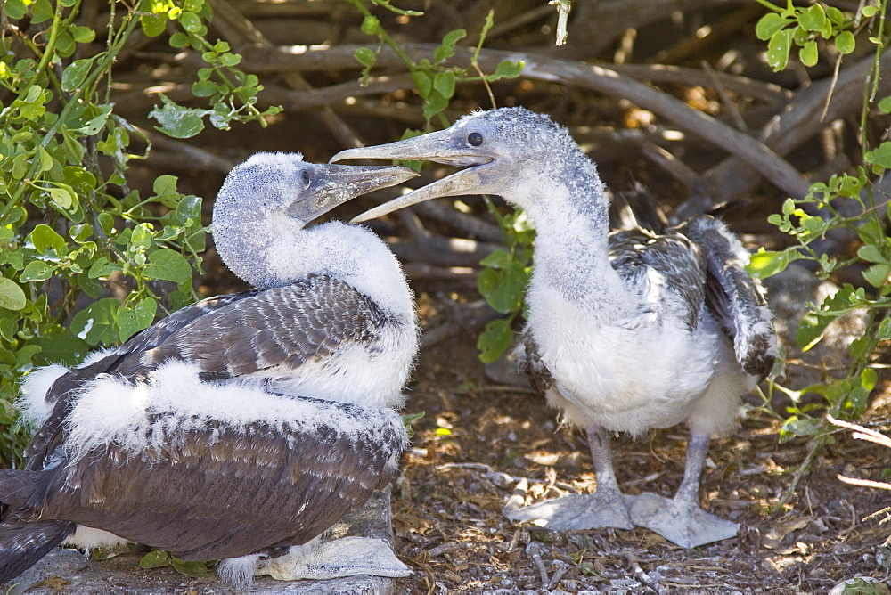 Two Nazca booby (Sula grantii) chicks at nesting site on Punta Suarez on Espanola Island in the Galapagos Island Archipeligo, Ecuador. Pacific Ocean.