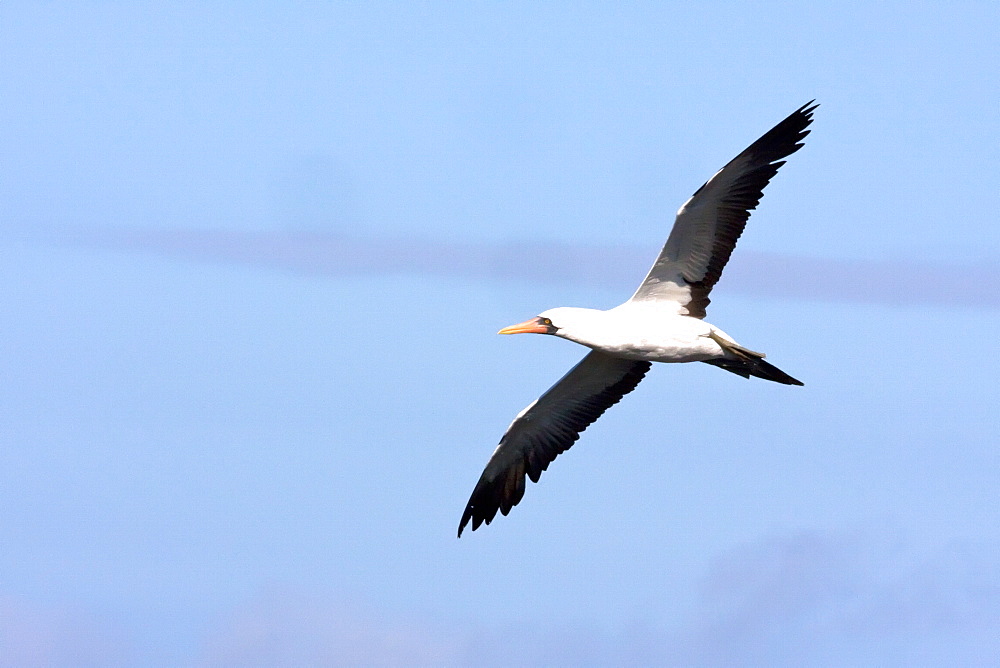 Adult Nazca booby (Sula grantii) in flight near nesting site on Punta Suarez on Espanola Island in the Galapagos Island Archipeligo, Ecuador. Pacific Ocean.