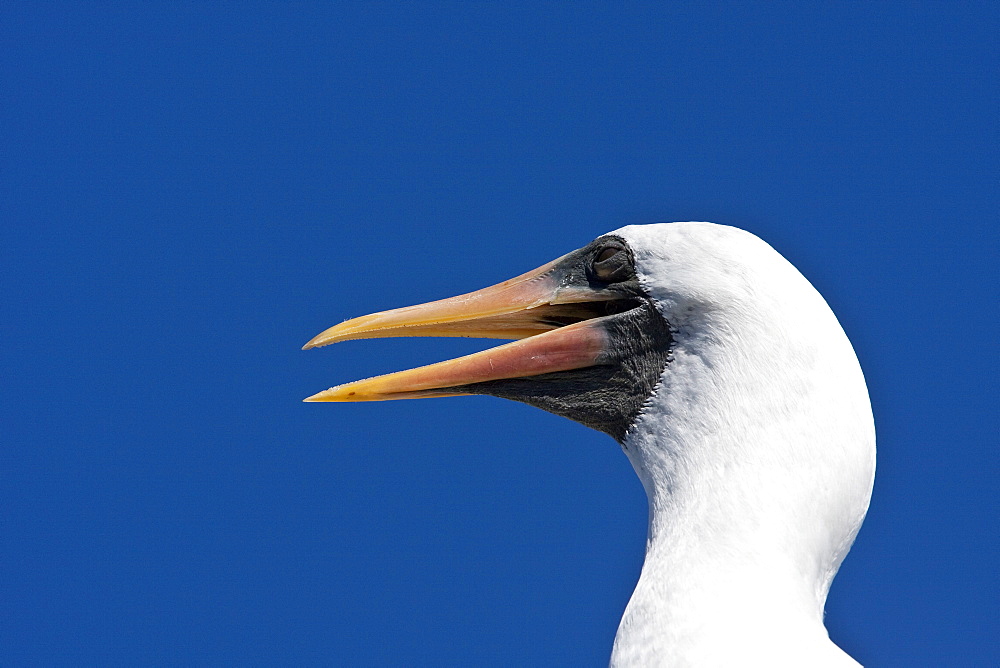 Adult Nazca booby (Sula grantii) head detail at nesting site on Punta Suarez on Espanola Island in the Galapagos Island Archipeligo, Ecuador. Pacific Ocean.