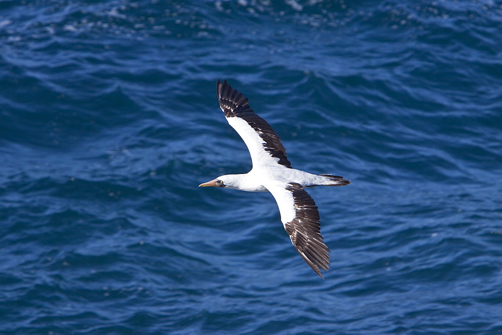 Adult Nazca booby (Sula grantii) in flight near nesting site on Punta Suarez on Espanola Island in the Galapagos Island Archipeligo, Ecuador. Pacific Ocean.