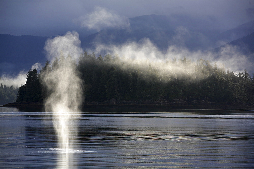 Adult humpback whale (Megaptera novaeangliae) surfacing in the mist shrouded waters of Hobart Bay, Southeast Alaska, USA. Pacific Ocean.