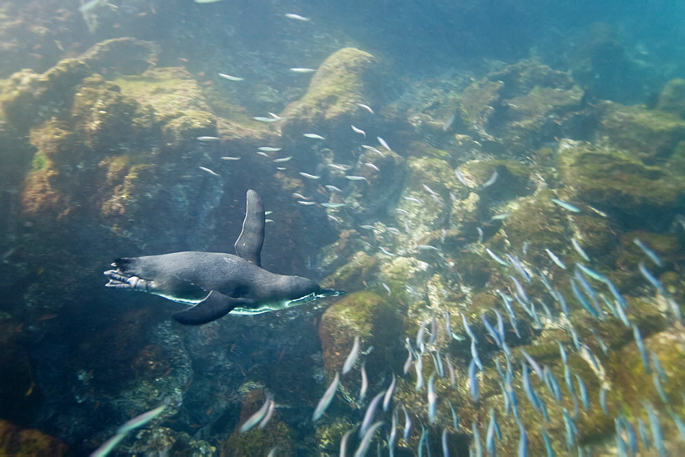 Adult Galapagos penguin (Spheniscus mendiculus) hunting fish underwater in the Galapagos Island Group, Ecuador