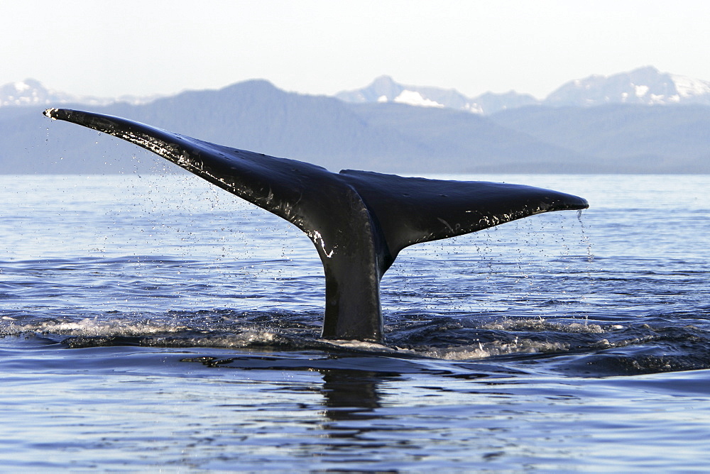 Adult Humpback Whale (Megaptera novaeangliae) fluke-up dive in Icy Straits, Southeast Alaska, USA. Pacific Ocean.