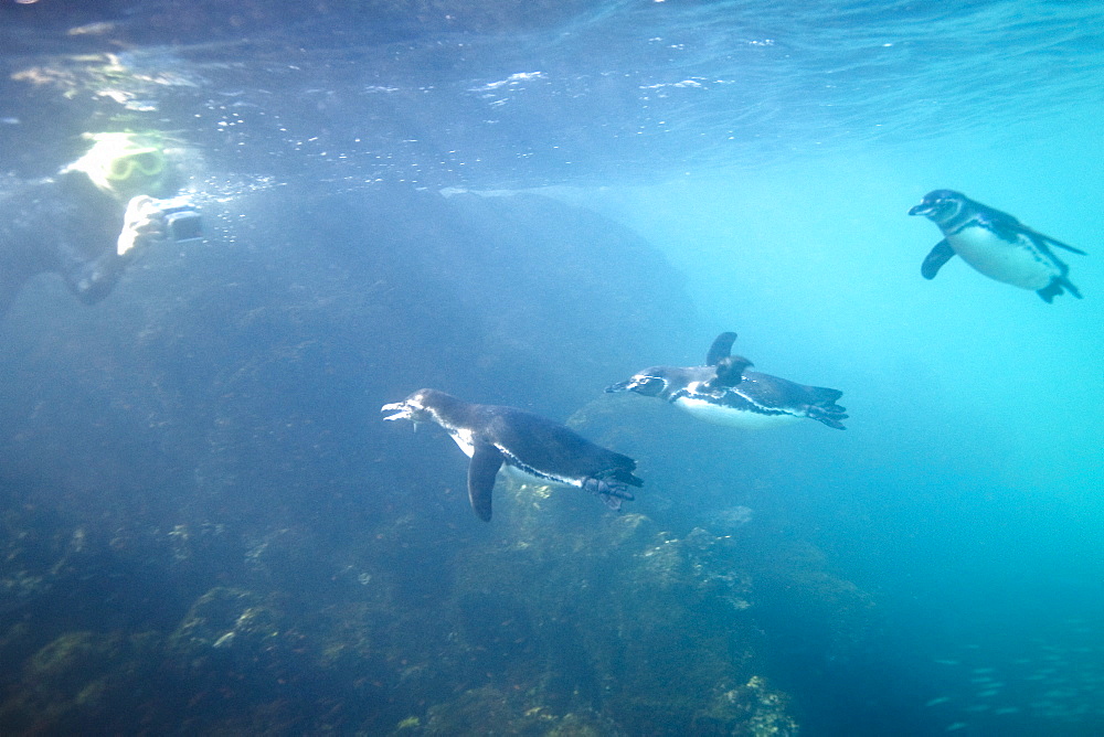 Adult Galapagos penguin (Spheniscus mendiculus) hunting fish underwater in the Galapagos Island Group, Ecuador