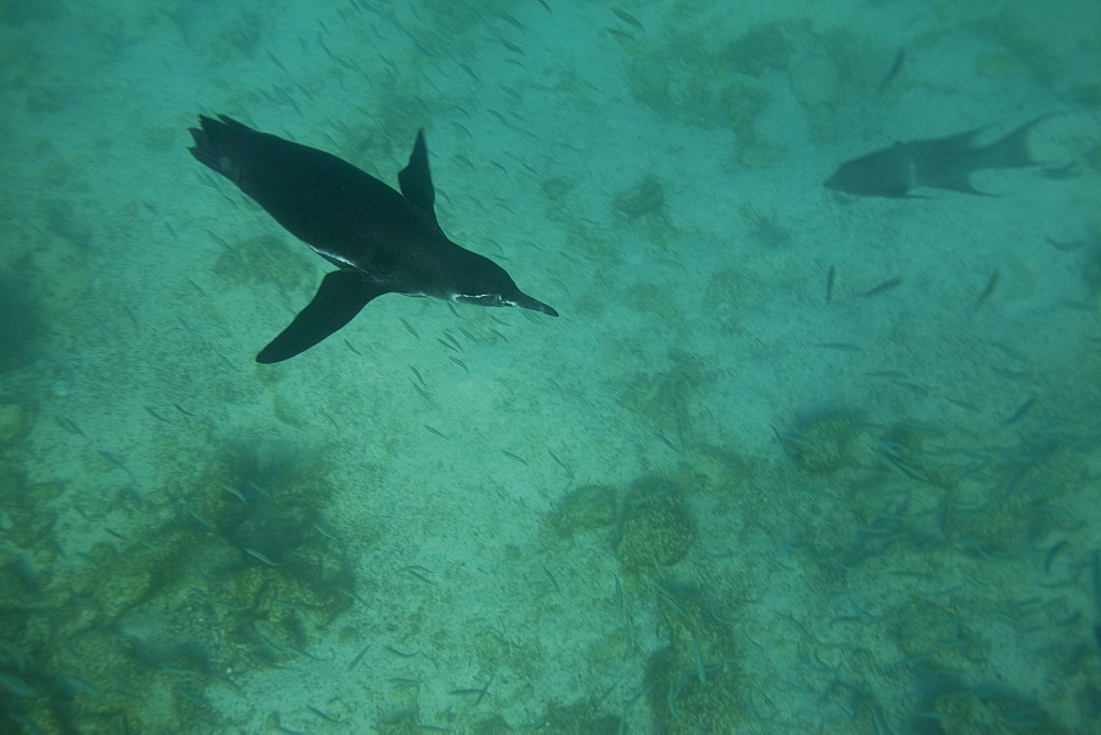 Adult Galapagos penguin (Spheniscus mendiculus) hunting fish underwater in the Galapagos Island Group, Ecuador