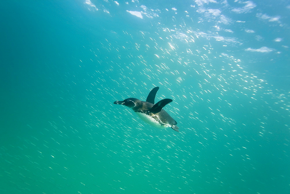 Adult Galapagos penguin (Spheniscus mendiculus) hunting fish underwater in the Galapagos Island Group, Ecuador