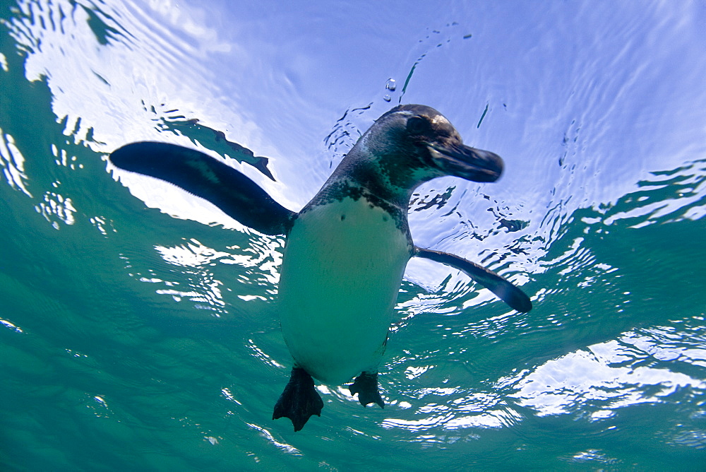 Adult Galapagos penguin (Spheniscus mendiculus) hunting fish underwater in the Galapagos Island Group, Ecuador