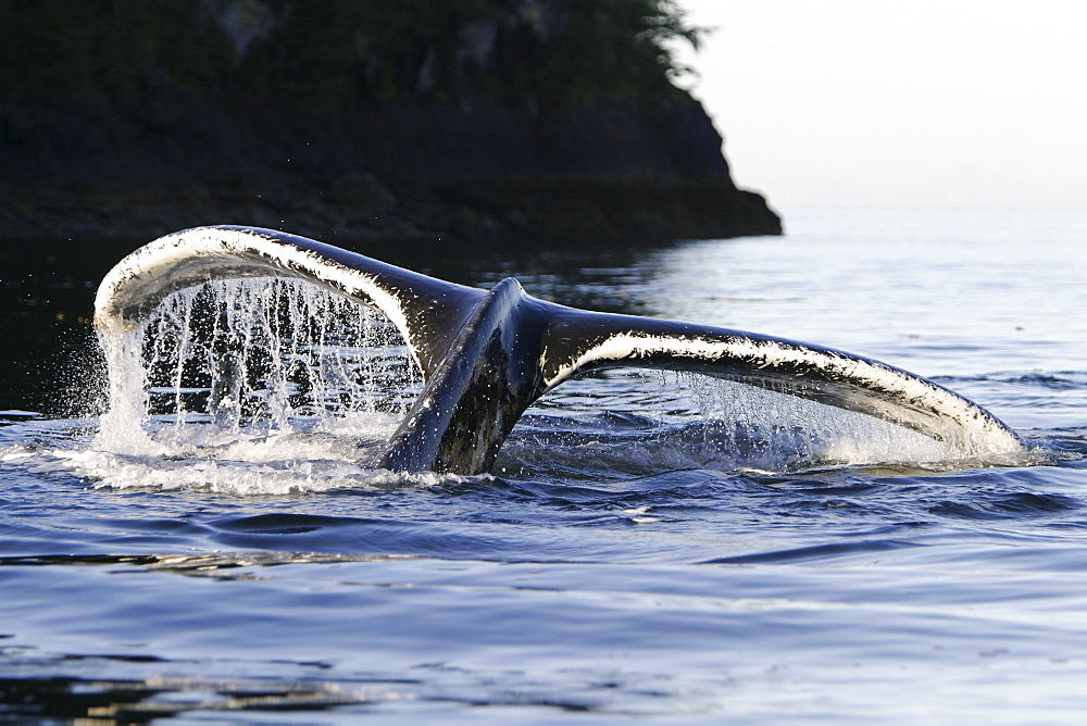 Adult Humpback Whale (Megaptera novaeangliae) fluke-up dive in Frederick Sound, Southeast Alaska, USA. Pacific Ocean.