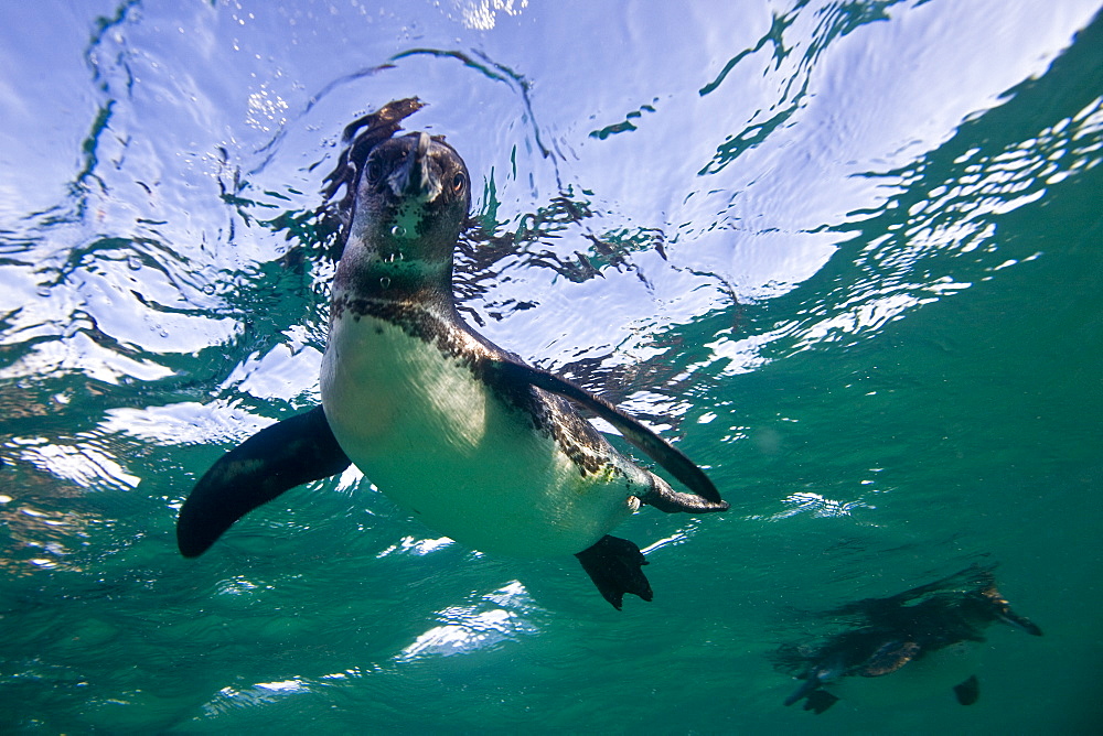 Adult Galapagos penguin (Spheniscus mendiculus) hunting fish underwater in the Galapagos Island Group, Ecuador