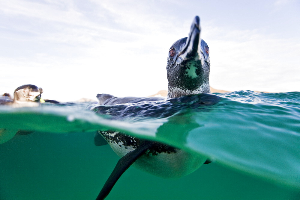 Adult Galapagos penguin (Spheniscus mendiculus) split view underwater in the Galapagos Island Group, Ecuador