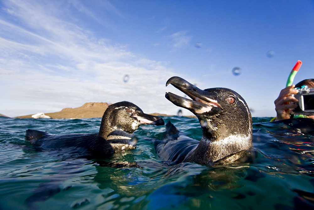 Adult Galapagos penguin (Spheniscus mendiculus) split view underwater in the Galapagos Island Group, Ecuador