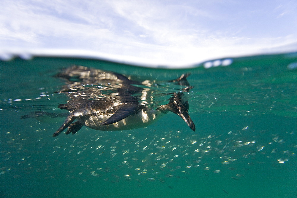 Adult Galapagos penguin (Spheniscus mendiculus) split view underwater in the Galapagos Island Group, Ecuador