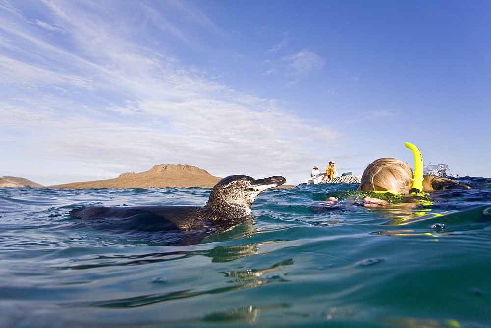 Adult Galapagos penguin (Spheniscus mendiculus) split view underwater in the Galapagos Island Group, Ecuador