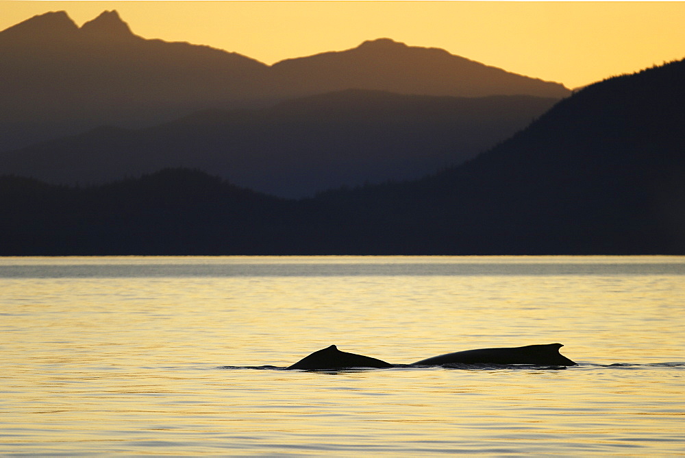 Two adult Humpback Whales (Megaptera novaeangliae) surfacing at sunset in Stephen's Passage, Southeast Alaska, USA. Pacific Ocean.