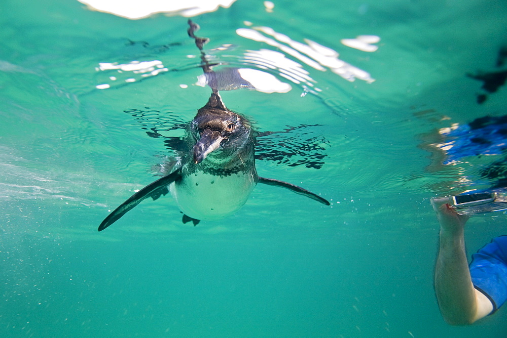 Adult Galapagos penguin (Spheniscus mendiculus) hunting fish underwater in the Galapagos Island Group, Ecuador