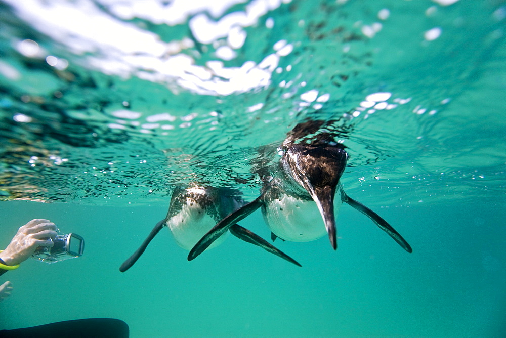 Adult Galapagos penguin (Spheniscus mendiculus) hunting fish underwater in the Galapagos Island Group, Ecuador