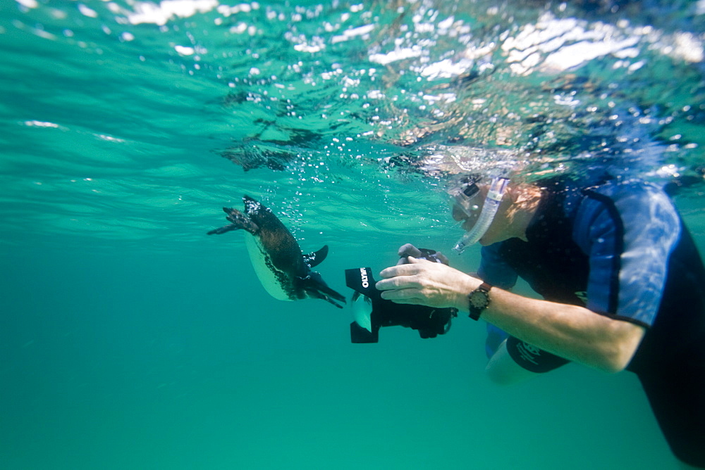 Adult Galapagos penguin (Spheniscus mendiculus) hunting fish underwater in the Galapagos Island Group, Ecuador