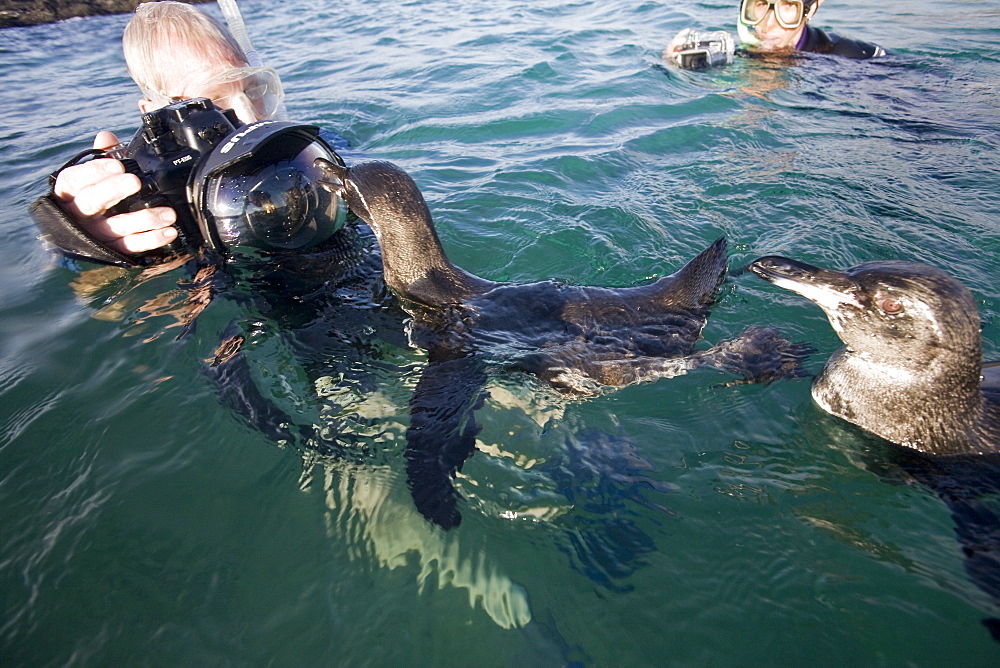 Adult Galapagos penguin (Spheniscus mendiculus) split view underwater in the Galapagos Island Group, Ecuador