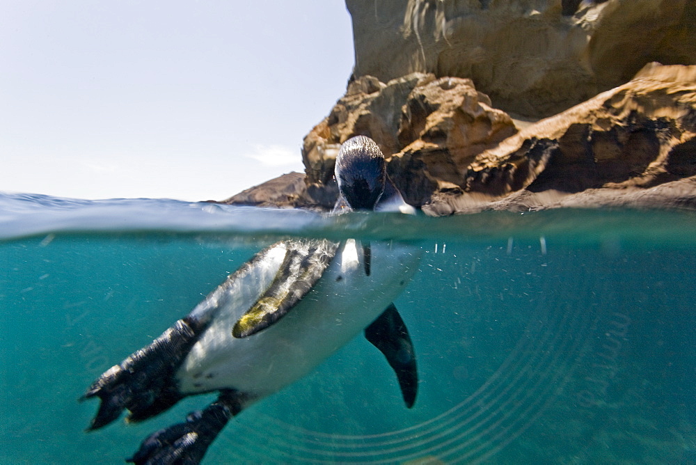 Adult Galapagos penguin (Spheniscus mendiculus) split view underwater in the Galapagos Island Group, Ecuador