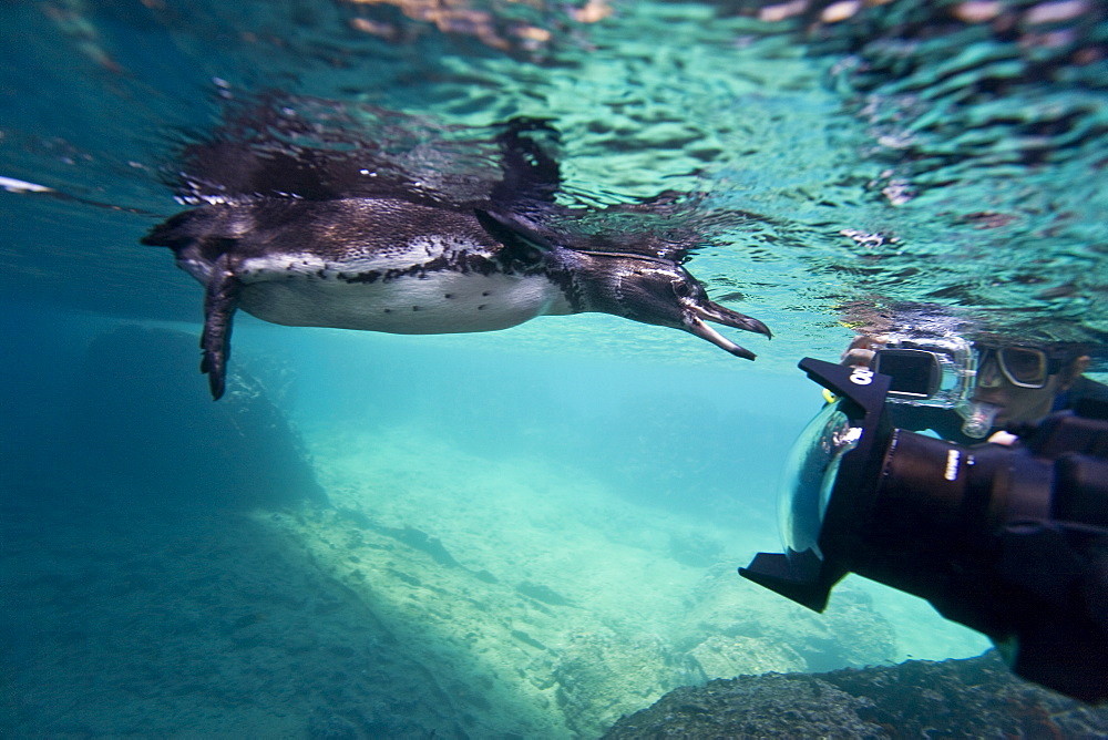 Adult Galapagos penguin (Spheniscus mendiculus) hunting fish underwater in the Galapagos Island Group, Ecuador