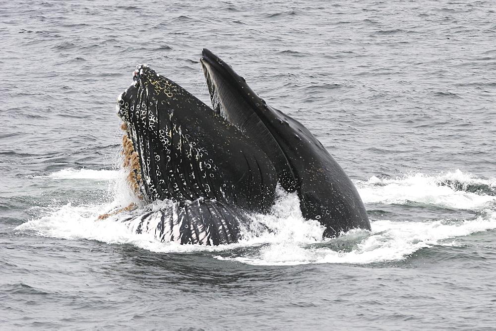 Adult humpback whale (Megaptera novaeangliae) cooperatively "bubble-net" feeding in Southeast Alaska, USA