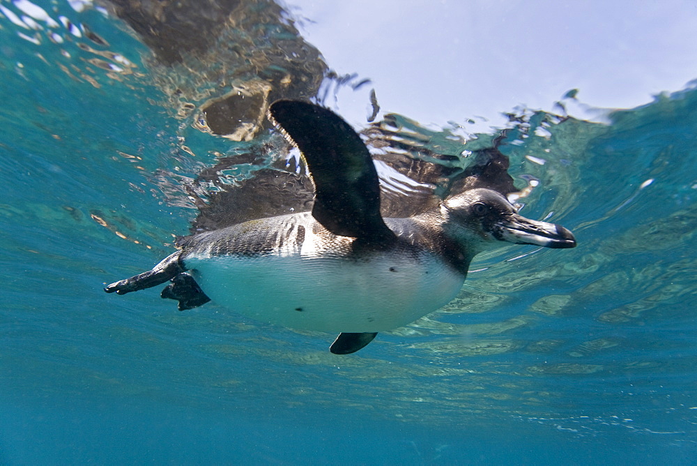 Adult Galapagos penguin (Spheniscus mendiculus) hunting fish underwater in the Galapagos Island Group, Ecuador
